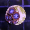 Spiderman Zoas