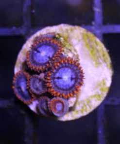 Spiderman Zoas