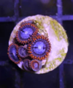 Spiderman Zoas