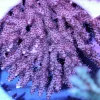 RR Hot Sauce Acropora
