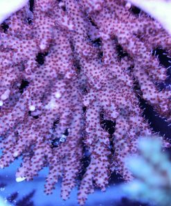 RR Hot Sauce Acropora