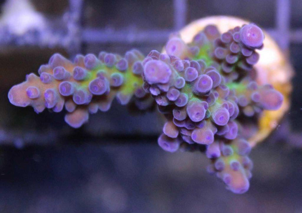 Frag Box Corals