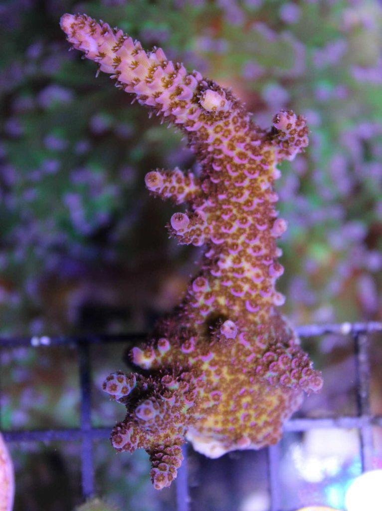 Frag Box Corals