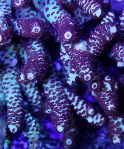 RR Limited Edition “Magma” * SOLD OUT *