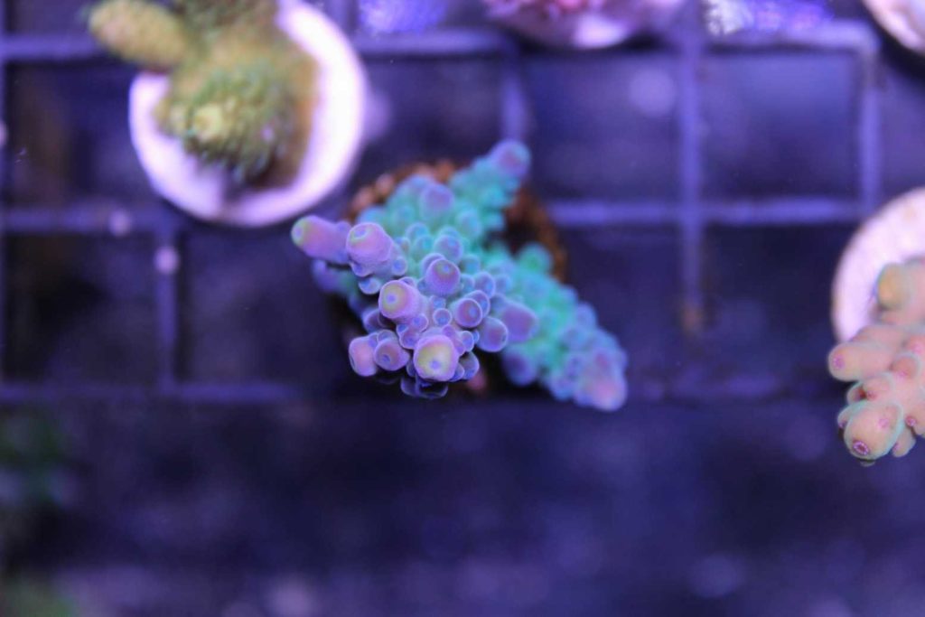 Frag Box Corals