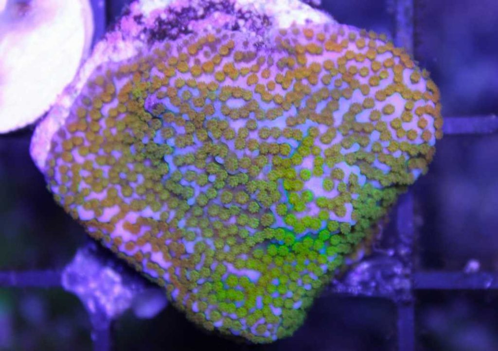 Frag Box Corals