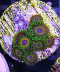 Wysiwyg RR Ultimate Ratas