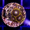 Black Hornets Zoas