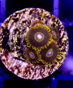 Black Hornets Zoas