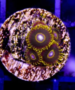 Black Hornets Zoas