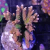 Ultra Acropora Millepora