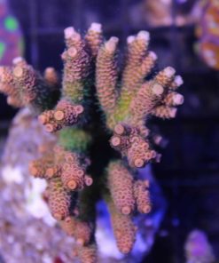 Ultra Acropora Millepora