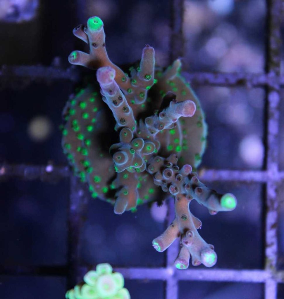 Frag Box Corals