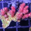 Ultra Tabling Acropora