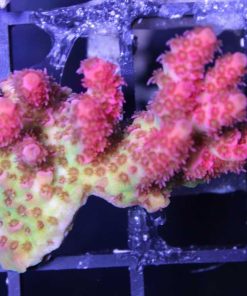 Ultra Tabling Acropora