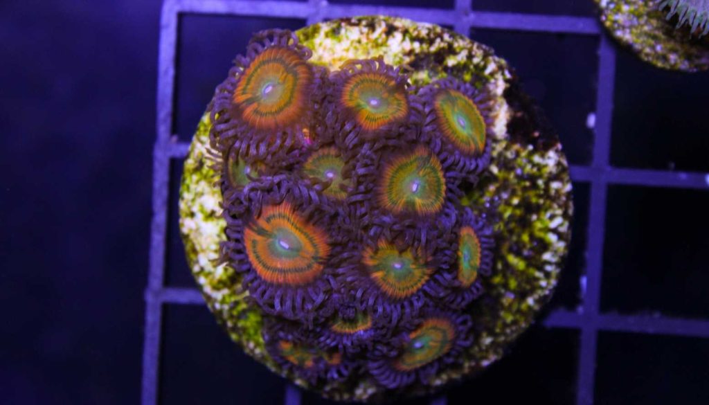 Frag Box Corals