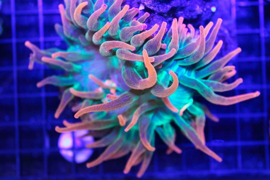 Frag Box Corals