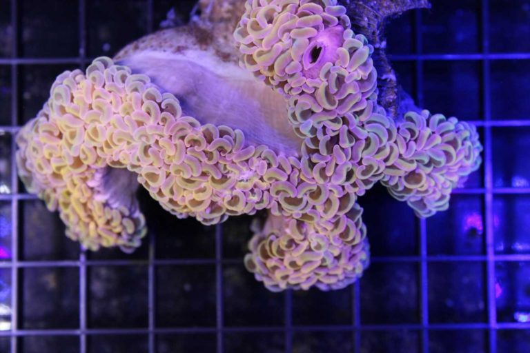 Hammer Coral Care Keeping and caring for your hammer corals