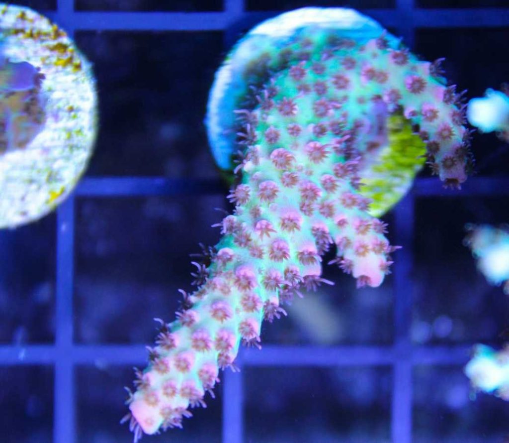 Frag Box Corals