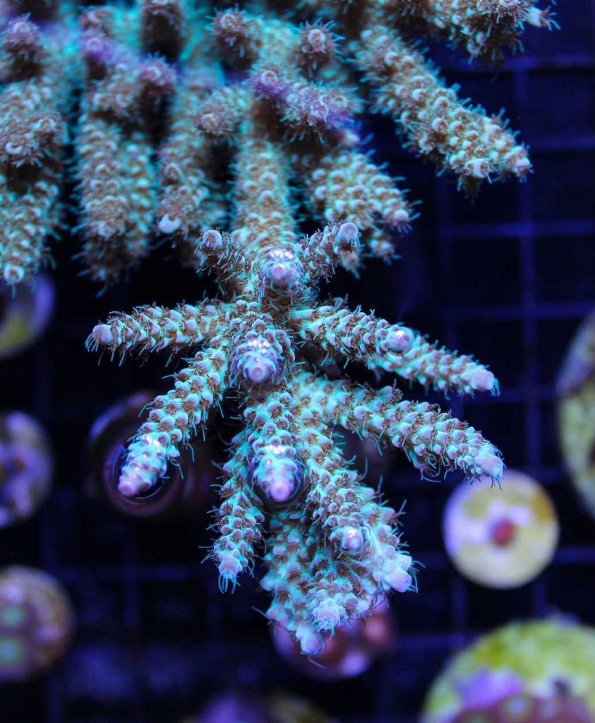 Frag Box Corals