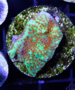 Reverse Sunset Montipora