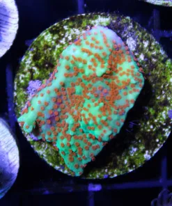 Reverse Sunset Montipora