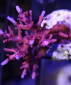 RR Red Dragon 1.5” wysiwyg