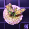 Exotic Sps Frag wysiwyg