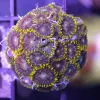 Yellow Zoas