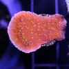 Reeftek Starburst Plating Montipora