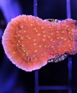 Reeftek Starburst Plating Montipora