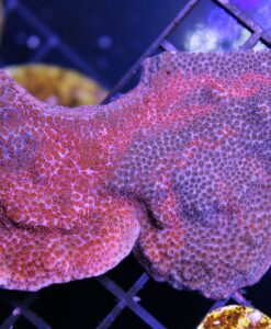 Grafted Red and Purple Montipora