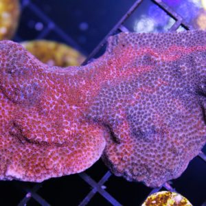 Grafted Red and Purple Montipora