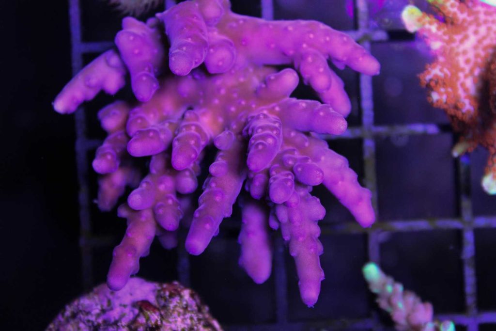 Frag Box Corals