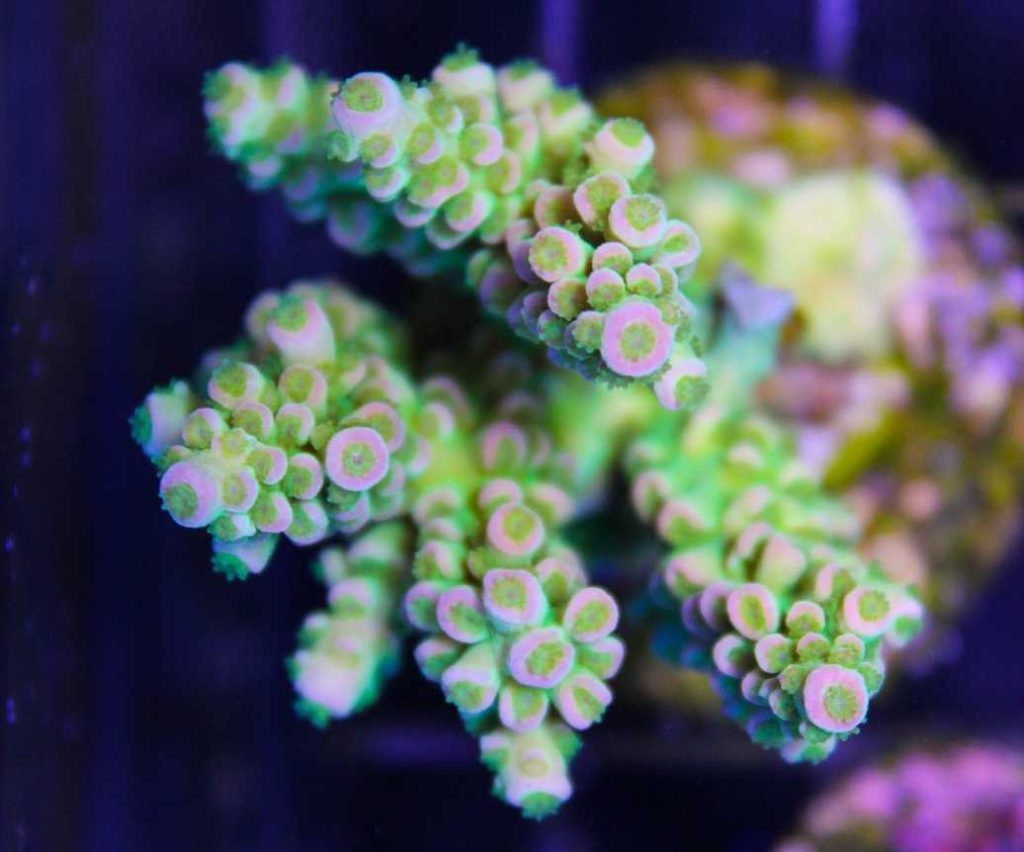 Frag Box Corals