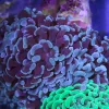 Blue Hammer Coral
