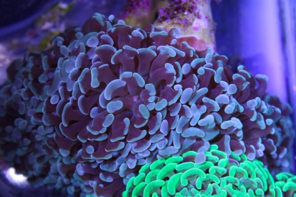 Blue Hammer Coral
