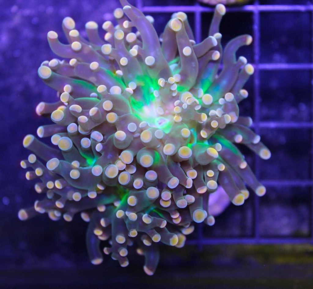 Frag Box Corals