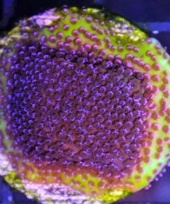Hologram Montipora