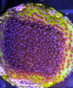 Hologram Montipora