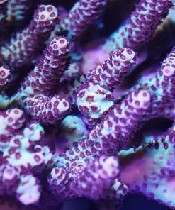 RR Limited Edition “Magma” * SOLD OUT *