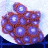 Spiderman Zoas