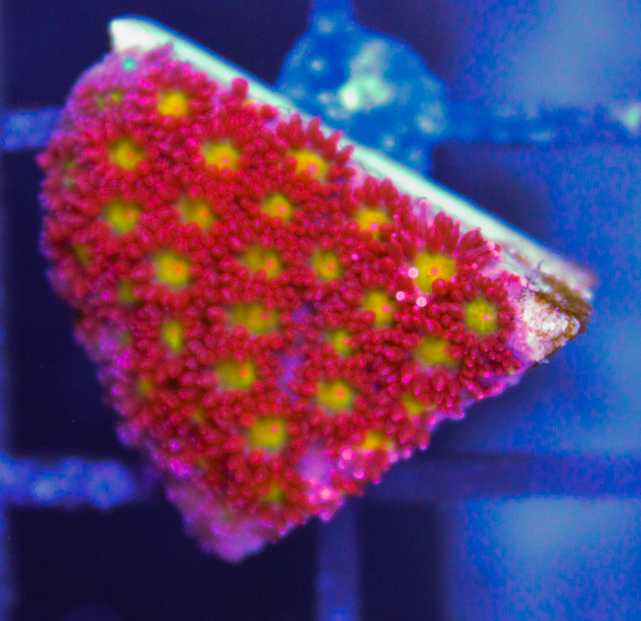 Ultra Lepastrea Frag