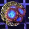 Spiderman Zoas