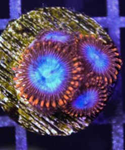 Spiderman Zoas