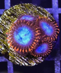 Spiderman Zoas