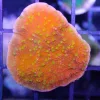 Reeftek Plating Starburst Montipora
