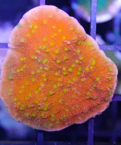 Reeftek Plating Starburst Montipora