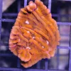 Orange Plating Montipora