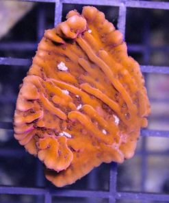 Orange Plating Montipora
